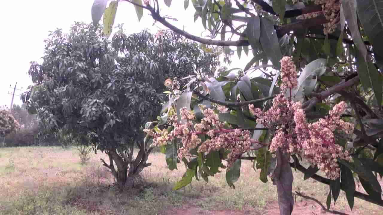 ಮಾವಿನ ಮರಗಳು ಹೂಬಿಡಲಾರಂಭಿಸಿರುವುದರಿಂದ ಫಸಲು ಹಾಳಾಗಾದಂತೆ ಕಾಪಾಡಿಕೊಳ್ಳಲು ಬೆಳೆಗಾರರು ಈ ಕ್ರಮಗಳನ್ನು ಅನುಸರಿಸಬೇಕು