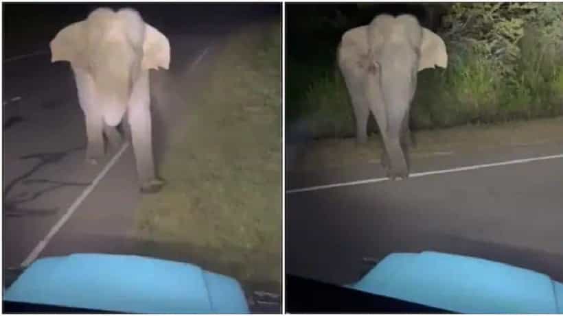 Viral Video: ಕಾಡಾನೆಯನ್ನು ಕಾರಿನಲ್ಲಿ ಅಡ್ಡಗಟ್ಟಿ, ಓಡಿಸಿಕೊಂಡು ಹೋದ ಟಿಕ್ಟಾಕರ್; ವಿಡಿಯೋ ನೋಡಿ ಸಿಟ್ಟಿಗೆದ್ದ ನೆಟ್ಟಿಗರು