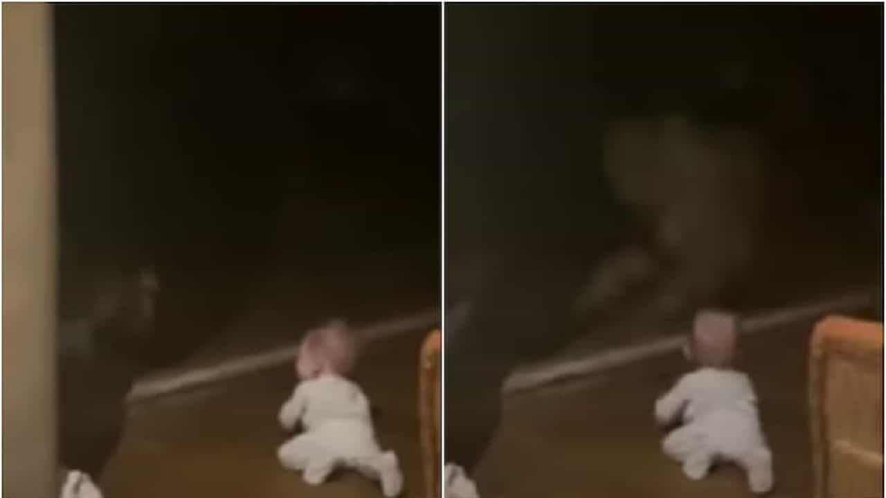 Shocking Video: ಅಂಬೆಗಾಲಿಡುತ್ತಿದ್ದ 7 ತಿಂಗಳ ಮಗು ಮೇಲೆ ಹಾರಲು ಯತ್ನಿಸಿದ ಚಿರತೆ; ಮೈ ಜುಮ್ಮೆನಿಸುವ ವಿಡಿಯೋ ವೈರಲ್ Shocking Video: ಅಂಬೆಗಾಲಿಡುತ್ತಿದ್ದ 7 ತಿಂಗಳ ಮಗು ಮೇಲೆ ಹಾರಲು ಯತ್ನಿಸಿದ ಚಿರತೆ; ಮೈ ಜುಮ್ಮೆನಿಸುವ ವಿಡಿಯೋ ವೈರಲ್