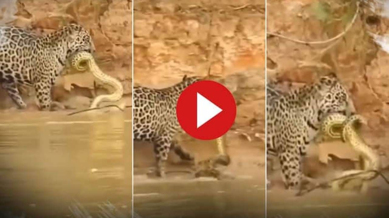 Viral Video: ಬಾಯಲ್ಲಿ ಕಚ್ಚಿಕೊಂಡು ಹೊರಟ ಚಿರತೆಯನ್ನು ಕಚ್ಚಿದ ಮರಿ ಹೆಬ್ಬಾವು: ಮುಂದೇನಾಯ್ತು? Viral Video: ಬಾಯಲ್ಲಿ ಕಚ್ಚಿಕೊಂಡು ಹೊರಟ ಚಿರತೆಯನ್ನು ಕಚ್ಚಿದ ಮರಿ ಹೆಬ್ಬಾವು: ಮುಂದೇನಾಯ್ತು?