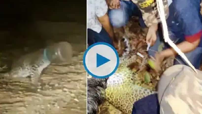 48 ಗಂಟೆಗಳ ಕಾಲ ಪ್ಲಾಸ್ಟಿಕ್ ಕ್ಯಾನ್ನಲ್ಲಿ ತಲೆ ಸಿಲುಕಿ ಒದ್ದಾಡುತ್ತಿದ್ದ ಚಿರತೆ ಮರಿಯ ರಕ್ಷಣೆ