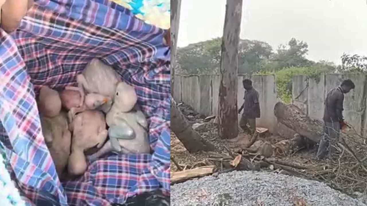 ಕೋಲಾರದಲ್ಲಿ ಮರಗಳನ್ನು ಕಡಿದು ಗಿಳಿ ಮರಿಗಳನ್ನ ಅನಾಥ ಮಾಡಿದ ಬಿಜಿಎಂಎಲ್ ಅಧಿಕಾರಿಗಳು! ಪರಿಸರ ಪ್ರೇಮಿಗಳು ಆಕ್ರೋಶ ಕೋಲಾರದಲ್ಲಿ ಮರಗಳನ್ನು ಕಡಿದು ಗಿಳಿ ಮರಿಗಳನ್ನ ಅನಾಥ ಮಾಡಿದ ಬಿಜಿಎಂಎಲ್ ಅಧಿಕಾರಿಗಳು! ಪರಿಸರ ಪ್ರೇಮಿಗಳು ಆಕ್ರೋಶ