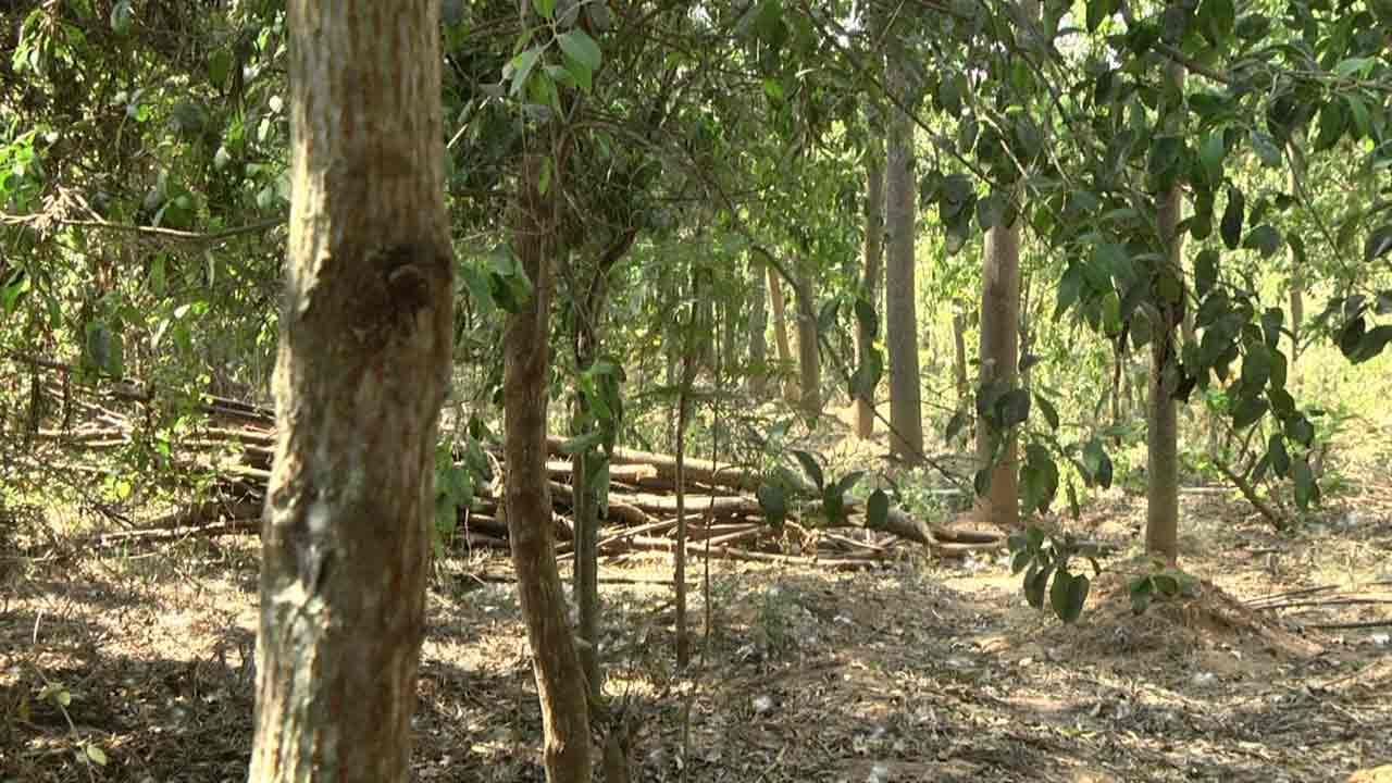 Sandalwood-Farm-2