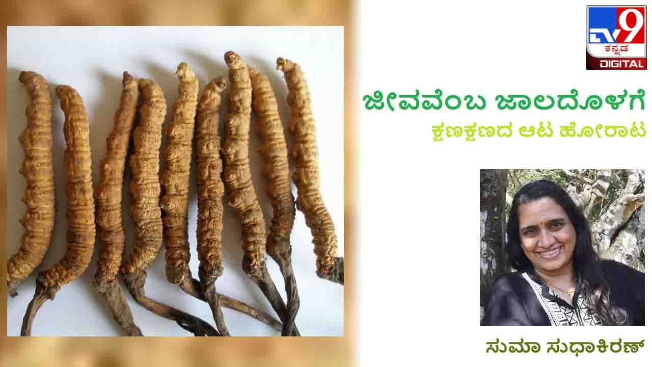 Science and Environment : ಜೀವವೆಂಬ ಜಾಲದೊಳಗೆ: ವಶೀಕರಣ ವಿದ್ಯೆ ಕಲಿಯಬೇಕೆ? ಇವರುಗಳನ್ನು ಸಂಪರ್ಕಿಸಿ Science and Environment : ಜೀವವೆಂಬ ಜಾಲದೊಳಗೆ: ವಶೀಕರಣ ವಿದ್ಯೆ ಕಲಿಯಬೇಕೆ? ಇವರುಗಳನ್ನು ಸಂಪರ್ಕಿಸಿ