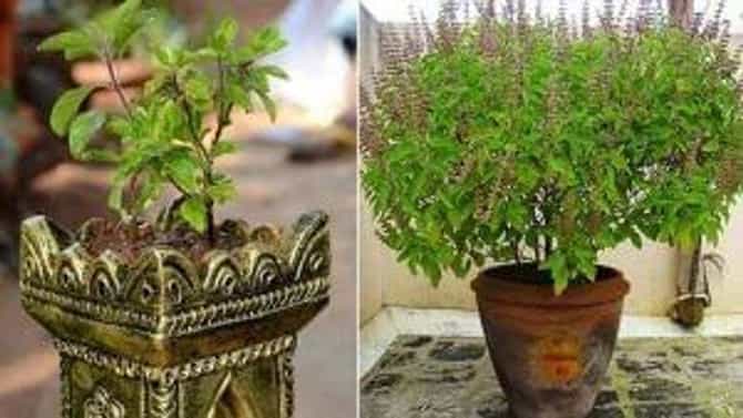 Health: ತುಳಸಿ ಸೇವನೆಯಿಂದ ಆರೋಗ್ಯದ ಮೇಲಾಗುವ ಅಪಾಯ ತಿಳಿದುಕೊಳ್ಳಿ