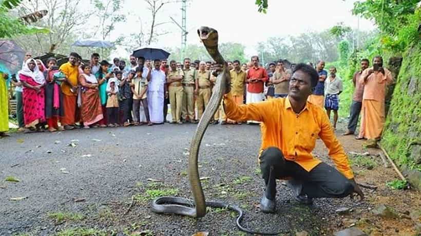 ಕೇರಳದಲ್ಲಿ ಹಾವು ಹಿಡಿಯುತ್ತಿದ್ದಾಗ ವಾವಾ ಸುರೇಶ್ಗೆ ಕಚ್ಚಿದ ನಾಗರ; ಆಸ್ಪ್ರತೆಯಲ್ಲಿ ಚಿಕಿತ್ಸೆಗೆ ಸ್ಪಂದಿಸುತ್ತಿದ್ದಾರೆ ಎಂದ ವೈದ್ಯರು
