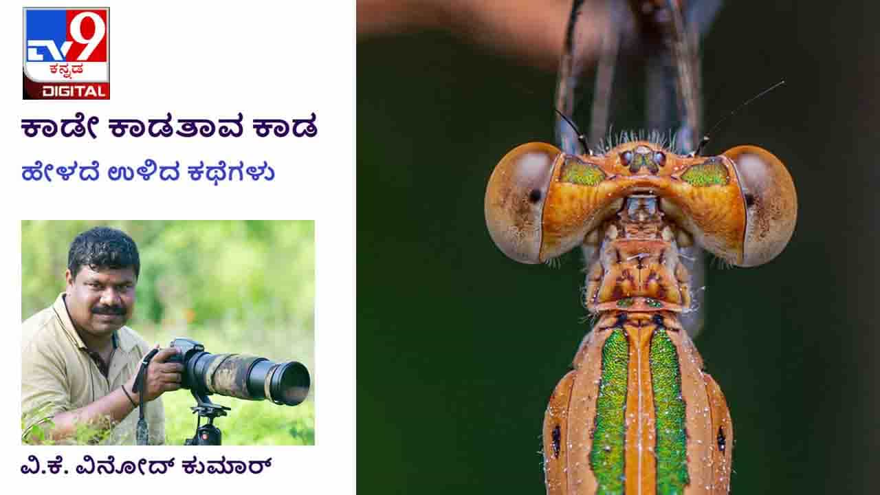 Forest Stories: ಕಾಡೇ ಕಾಡತಾವ ಕಾಡ; ‘ಈಗಾಗಲೇ ಎರಡಸಲ ತಪ್ಪಿಸ್ಕೊಂಡಿದಾನೆ, ಈ ಸಲ ಹಿಡಿದೇ ತೀರಬೇಕು’ Forest Stories: ಕಾಡೇ ಕಾಡತಾವ ಕಾಡ; ‘ಈಗಾಗಲೇ ಎರಡಸಲ ತಪ್ಪಿಸ್ಕೊಂಡಿದಾನೆ, ಈ ಸಲ ಹಿಡಿದೇ ತೀರಬೇಕು’