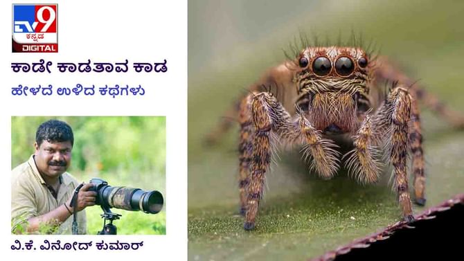 Forest Stories: ಕಾಡೇ ಕಾಡತಾವ ಕಾಡ; ಕೋವಿ ಎತ್ತಿ ಲಾರಿಯ ಚಕ್ರದ ಕಡೆ ಗುರಿ ಹಿಡಿದು ಫೈರ್ ಮಾಡಿದರು Forest Stories: ಕಾಡೇ ಕಾಡತಾವ ಕಾಡ; ಕೋವಿ ಎತ್ತಿ ಲಾರಿಯ ಚಕ್ರದ ಕಡೆ ಗುರಿ ಹಿಡಿದು ಫೈರ್ ಮಾಡಿದರು