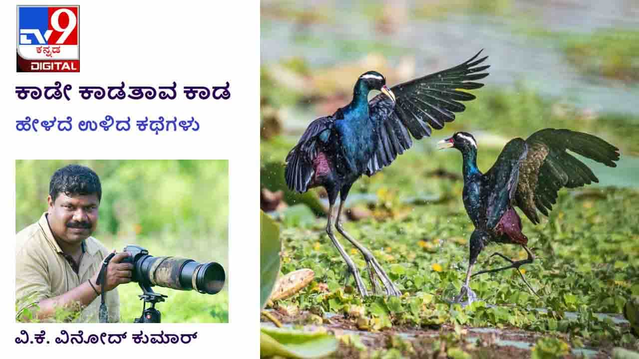 Forest Stories: ಕಾಡೇ ಕಾಡತಾವ ಕಾಡ; ‘ನಿಮ್ಮ ಕೆಲಸ ಈ ಥರಾ ಅಂತ ಗೊತ್ತಿದ್ರೆ ಮದುವೆಗೇ ಒಪ್ಕೋತಿರಲಿಲ್ಲ’ Forest Stories: ಕಾಡೇ ಕಾಡತಾವ ಕಾಡ; ‘ನಿಮ್ಮ ಕೆಲಸ ಈ ಥರಾ ಅಂತ ಗೊತ್ತಿದ್ರೆ ಮದುವೆಗೇ ಒಪ್ಕೋತಿರಲಿಲ್ಲ’