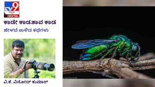 Forest Stories: ಕಾಡೇ ಕಾಡತಾವ ಕಾಡ; ‘ನಿಮ್ಮ ಕೆಲಸ ಈ ಥರಾ ಅಂತ ಗೊತ್ತಿದ್ರೆ ಮದುವೆಗೇ ಒಪ್ಕೋತಿರಲಿಲ್ಲ’