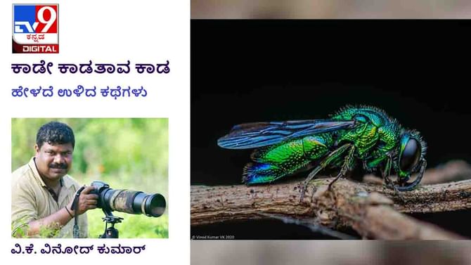Forest Stories: ಕಾಡೇ ಕಾಡತಾವ ಕಾಡ; ಮೋರಿ ಕೆಳಗೆ ಕುಳಿತು ಕಾಯ್ದು ಕಾಯ್ದು ಬೇಸರವಾದರೂ... Forest Stories: ಕಾಡೇ ಕಾಡತಾವ ಕಾಡ; ಮೋರಿ ಕೆಳಗೆ ಕುಳಿತು ಕಾಯ್ದು ಕಾಯ್ದು ಬೇಸರವಾದರೂ...