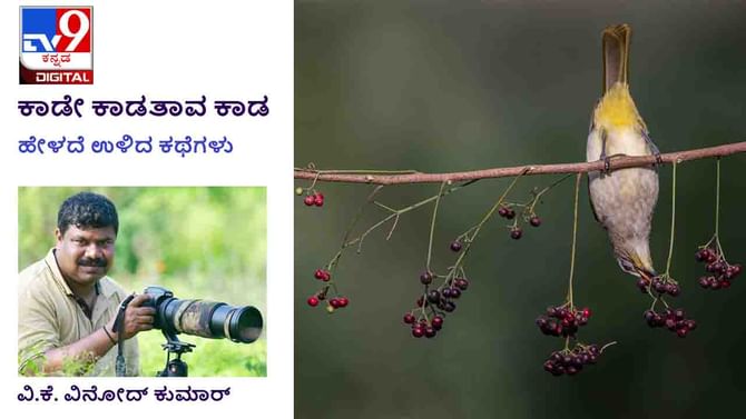 Forest Stories: ಕಾಡೇ ಕಾಡತಾವ ಕಾಡ; ‘ಖುದಾ ಕೀ ಕಸಮ್ ಸಾ ಈ ಸಾವು ಸುಳ್ಳ ಹೇಳಾಕಿಲ್ಲ, ಬರ್ಕಳಿ ಲಾರಿ ನಂಬರ್ 7434’ Forest Stories: ಕಾಡೇ ಕಾಡತಾವ ಕಾಡ; ‘ಖುದಾ ಕೀ ಕಸಮ್ ಸಾ ಈ ಸಾವು ಸುಳ್ಳ ಹೇಳಾಕಿಲ್ಲ, ಬರ್ಕಳಿ ಲಾರಿ ನಂಬರ್ 7434’