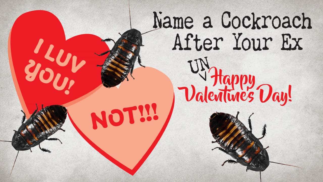 Valentines Day: ಕೈಕೊಟ್ಟು ಹೋದ ಪ್ರೇಮಿಯ ಹೆಸರನ್ನು ಜಿರಲೆಗಿಟ್ಟು ಕೋಪ ತೀರಿಸಿಕೊಳ್ಳಿ; ಇದು ವ್ಯಾಲಂಟೈನ್ಸ್ ಡೇ ಆಫರ್! Valentines Day: ಕೈಕೊಟ್ಟು ಹೋದ ಪ್ರೇಮಿಯ ಹೆಸರನ್ನು ಜಿರಲೆಗಿಟ್ಟು ಕೋಪ ತೀರಿಸಿಕೊಳ್ಳಿ; ಇದು ವ್ಯಾಲಂಟೈನ್ಸ್ ಡೇ ಆಫರ್!