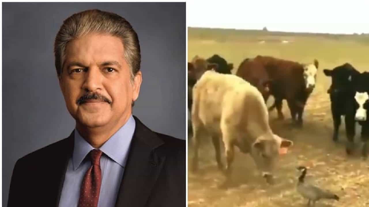 Viral Video: ಬಾತುಕೋಳಿಗಳ ಜೊತೆ ಹಸುಗಳ ಫೈಟಿಂಗ್; ವೈರಲ್ ವಿಡಿಯೋ ಶೇರ್ ಮಾಡಿದ ಆನಂದ್ ಮಹೀಂದ್ರಾ Viral Video: ಬಾತುಕೋಳಿಗಳ ಜೊತೆ ಹಸುಗಳ ಫೈಟಿಂಗ್; ವೈರಲ್ ವಿಡಿಯೋ ಶೇರ್ ಮಾಡಿದ ಆನಂದ್ ಮಹೀಂದ್ರಾ