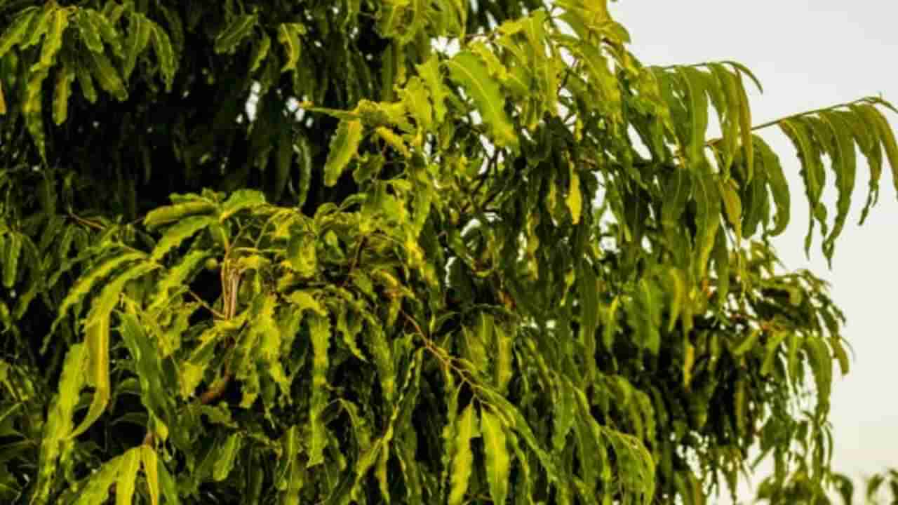 Ashoka tree Benefits: ಅಶೋಕ ಮರದ ಬಗ್ಗೆ ನಿಮಗೆಷ್ಟು ಗೊತ್ತು? ಇಲ್ಲಿದೆ ಔಷಧೀಯ ಗುಣಗಳ ಜತೆಗೆ ಸಂಪೂರ್ಣ ಮಾಹಿತಿ