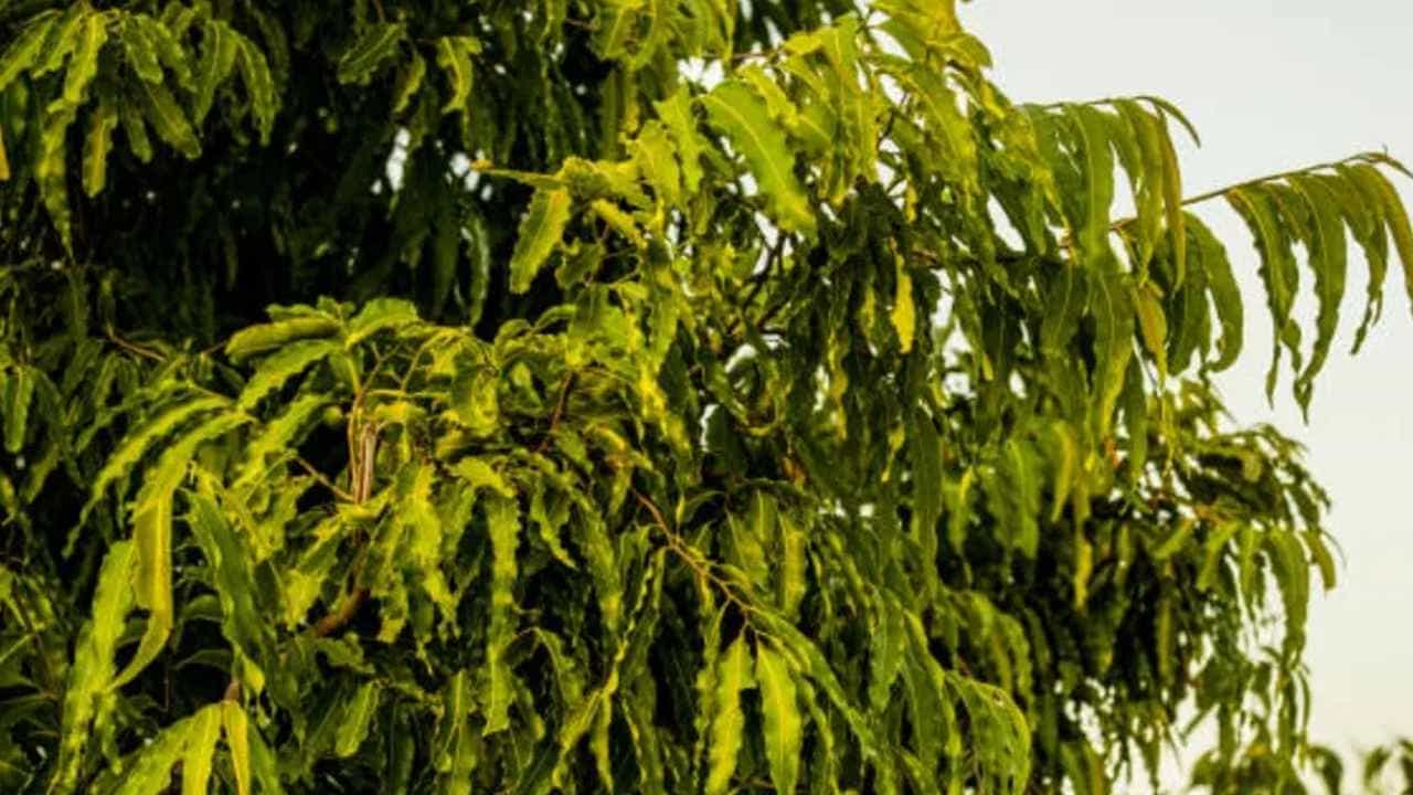 Ashoka tree Benefits: ಅಶೋಕ ಮರದ ಬಗ್ಗೆ ನಿಮಗೆಷ್ಟು ಗೊತ್ತು? ಇಲ್ಲಿದೆ ಔಷಧೀಯ ಗುಣಗಳ ಜತೆಗೆ ಸಂಪೂರ್ಣ ಮಾಹಿತಿ Ashoka tree Benefits: ಅಶೋಕ ಮರದ ಬಗ್ಗೆ ನಿಮಗೆಷ್ಟು ಗೊತ್ತು? ಇಲ್ಲಿದೆ ಔಷಧೀಯ ಗುಣಗಳ ಜತೆಗೆ ಸಂಪೂರ್ಣ ಮಾಹಿತಿ