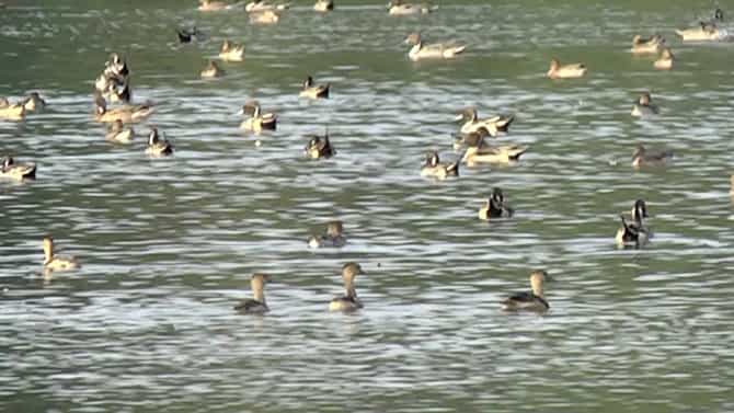 ಪ್ರವಾಸಿಗರನ್ನು ತನ್ನತ್ತ ಕೈ ಬೀಸಿ ಕರೆಯುತ್ತಿವೆ ವಿದೇಶಿ ಪಕ್ಷಿಗಳು; ಅಪರೂಪದ ಫೋಟೋಗಳು ಇಲ್ಲಿವೆ