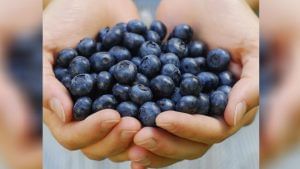 Blueberries: ನೇರಳೆ ಹಣ್ಣಿನಲ್ಲಿ ಅಡಗಿದೆ ಆರೋಗ್ಯ ಪ್ರಯೋಜನಗಳು