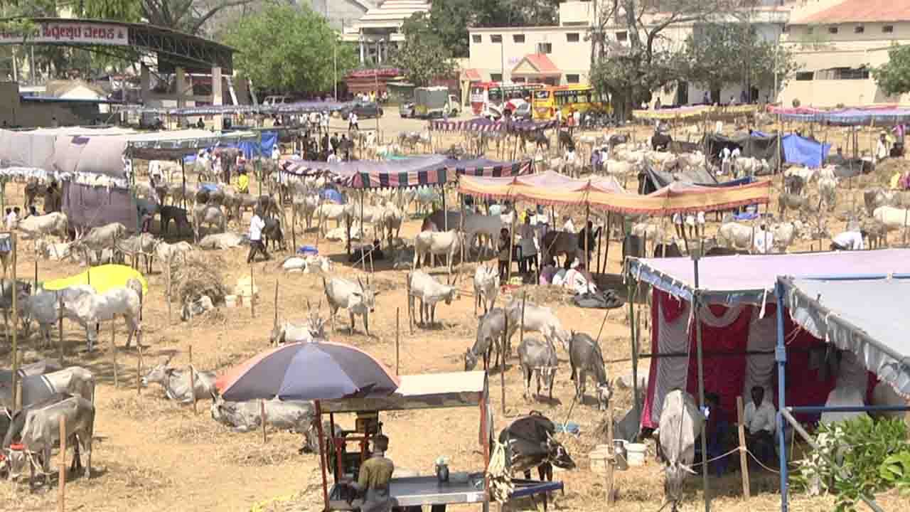 ತುಮಕೂರು ಸಿದ್ದಗಂಗಾ ಮಠದಲ್ಲಿ ಐತಿಹಾಸಿಕ ದನಗಳ ಜಾತ್ರೆ; ರಾಜ್ಯದ ಮೂಲೆ ಮೂಲೆಗಳಿಂದ ಆಗಮಿಸಿ ರಾಸುಗಳ ಖರೀದಿ