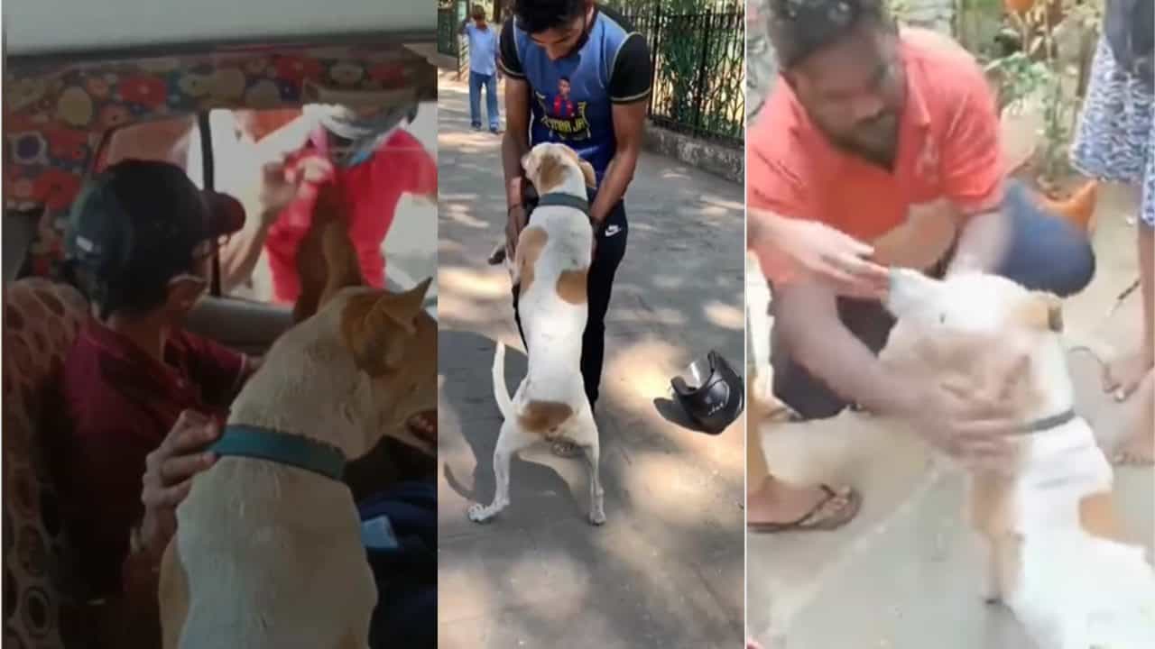 Viral Video: 7 ದಿನಗಳ ಹಿಂದೆ ನಾಪತ್ತೆಯಾಗಿದ್ದ ಬೀದಿ ನಾಯಿಗೆ ಆರತಿ ಎತ್ತಿ ಸ್ವಾಗತ!; ನೀವೂ ಈ ವಿಡಿಯೋ ಕಣ್ತುಂಬಿಕೊಳ್ಳಿ Viral Video: 7 ದಿನಗಳ ಹಿಂದೆ ನಾಪತ್ತೆಯಾಗಿದ್ದ ಬೀದಿ ನಾಯಿಗೆ ಆರತಿ ಎತ್ತಿ ಸ್ವಾಗತ!; ನೀವೂ ಈ ವಿಡಿಯೋ ಕಣ್ತುಂಬಿಕೊಳ್ಳಿ