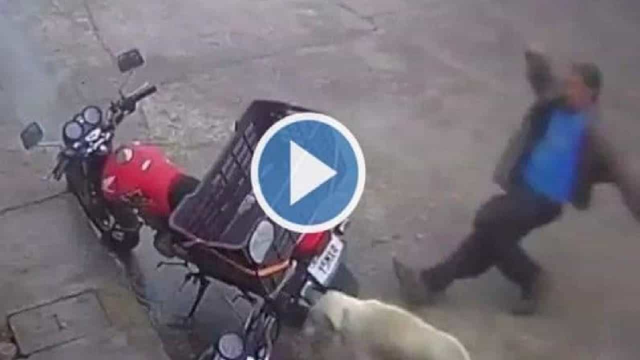 Viral Video: ರಸ್ತೆ ಬದಿ ನಿಂತಿದ್ದ ಬೀದಿ ನಾಯಿಗೆ ಒದೆಯಲು ಹೋದವನಿಗೆ ಏನಾಯ್ತು ಗೊತ್ತಾ?; ವಿಡಿಯೋ ವೈರಲ್ Viral Video: ರಸ್ತೆ ಬದಿ ನಿಂತಿದ್ದ ಬೀದಿ ನಾಯಿಗೆ ಒದೆಯಲು ಹೋದವನಿಗೆ ಏನಾಯ್ತು ಗೊತ್ತಾ?; ವಿಡಿಯೋ ವೈರಲ್
