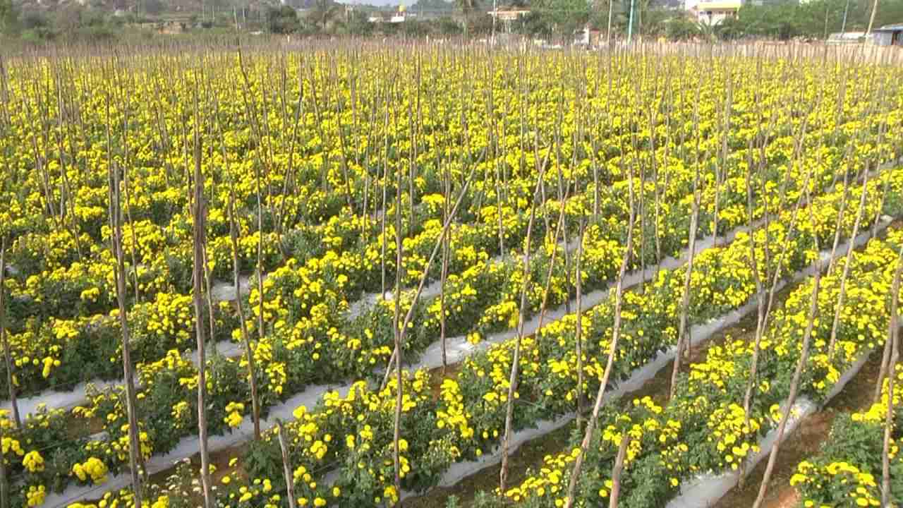 ಚಿಕ್ಕಬಳ್ಳಾಪುರ: ಸೇವಂತಿ ಹೂವಿಗೆ ಭಾರೀ ಬೇಡಿಕೆ; ರೈತರ ಮೊಗದಲ್ಲಿ ಮಂದಹಾಸ