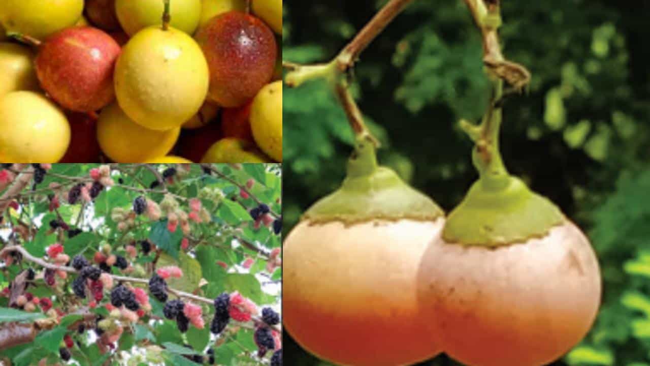 Forgotten Foods Calendar 2022: ಸೇಬು, ಕಿತ್ತಳೆ ಅಷ್ಟೇ ಅಲ್ಲ, ಅಪರೂಪದ ಹಣ್ಣುಗಳ ಬಗ್ಗೆ ಇಲ್ಲಿದೆ ಸಂಪೂರ್ಣ ಮಾಹಿತಿ Forgotten Foods Calendar 2022: ಸೇಬು, ಕಿತ್ತಳೆ ಅಷ್ಟೇ ಅಲ್ಲ, ಅಪರೂಪದ ಹಣ್ಣುಗಳ ಬಗ್ಗೆ ಇಲ್ಲಿದೆ ಸಂಪೂರ್ಣ ಮಾಹಿತಿ