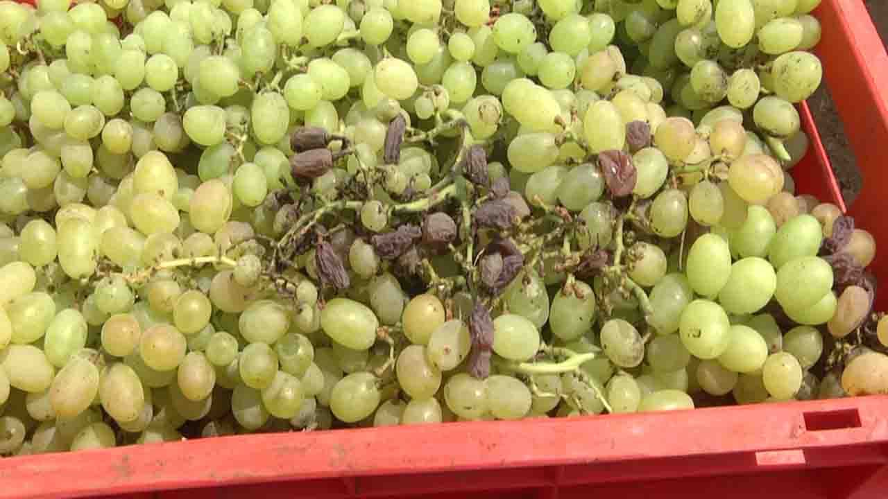 grapes 