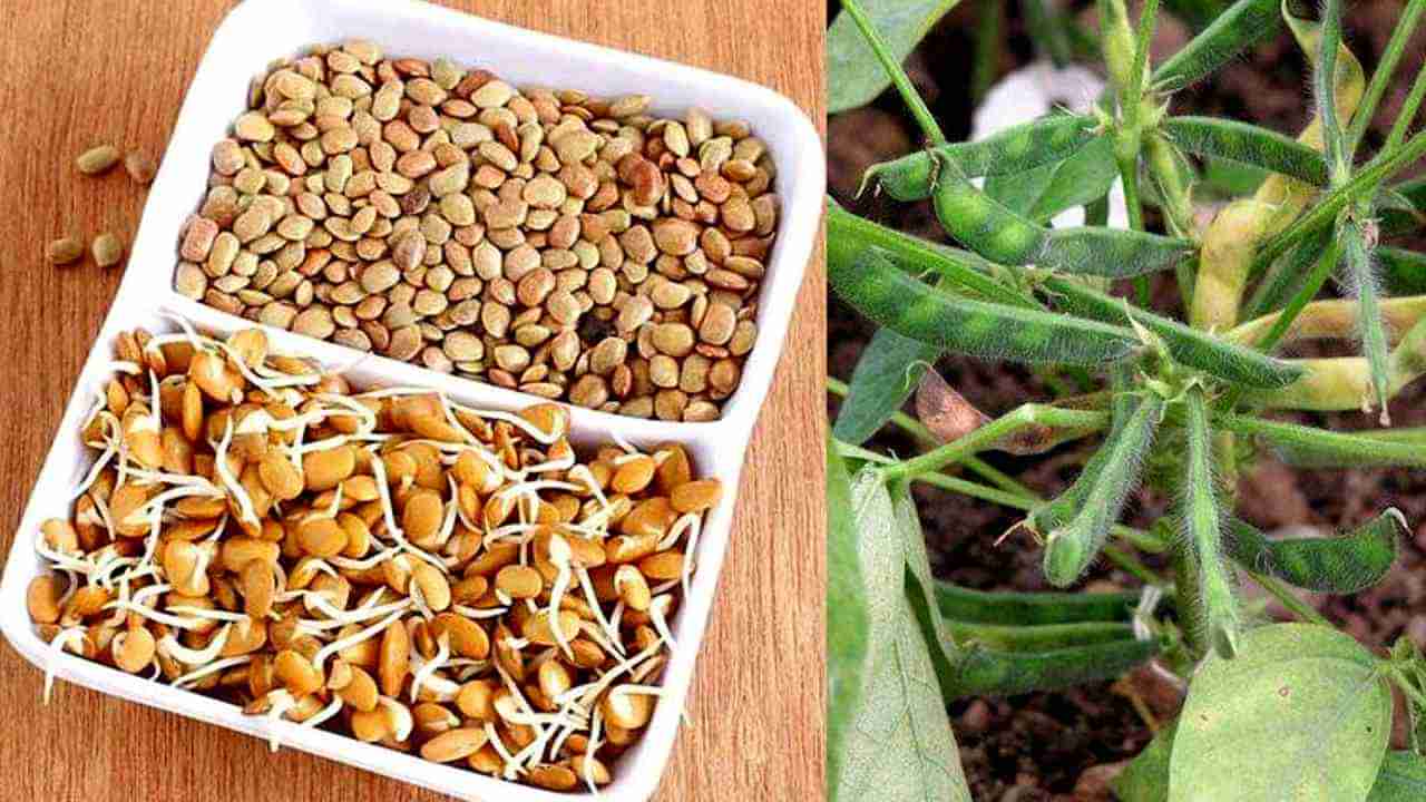 Horse Gram health benefits: ಮಧುಮೇಹವನ್ನು ನಿಯಂತ್ರಿಸುವಲ್ಲಿ ಹುರುಳಿ ಕಾಳು ಸಹಾಯಕ! ಹೇಗೆ ಅಂತೀರಾ?