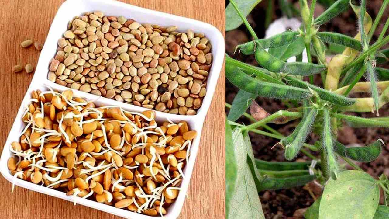 Horse Gram health benefits: ಮಧುಮೇಹವನ್ನು ನಿಯಂತ್ರಿಸುವಲ್ಲಿ ಹುರುಳಿ ಕಾಳು ಸಹಾಯಕ! ಹೇಗೆ ಅಂತೀರಾ? Horse Gram health benefits: ಮಧುಮೇಹವನ್ನು ನಿಯಂತ್ರಿಸುವಲ್ಲಿ ಹುರುಳಿ ಕಾಳು ಸಹಾಯಕ! ಹೇಗೆ ಅಂತೀರಾ?