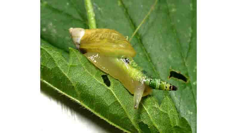 Jeevavemba Jaaladolage Science and Environmental Writer Suma Sudhakiran Writes about Ophiocordyceps