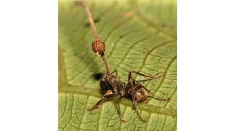 Jeevavemba Jaaladolage Science and Environmental Writer Suma Sudhakiran Writes about Ophiocordyceps