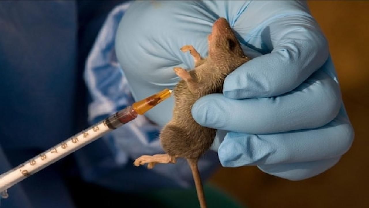 Lassa Fever: ಇಂಗ್ಲೆಂಡ್​ನಲ್ಲಿ ಲಸ್ಸಾ ಜ್ವರದಿಂದ ಮೊದಲ ಸಾವು ದಾಖಲು; ಈ ರೋಗದ ಲಕ್ಷಣಗಳೇನು?