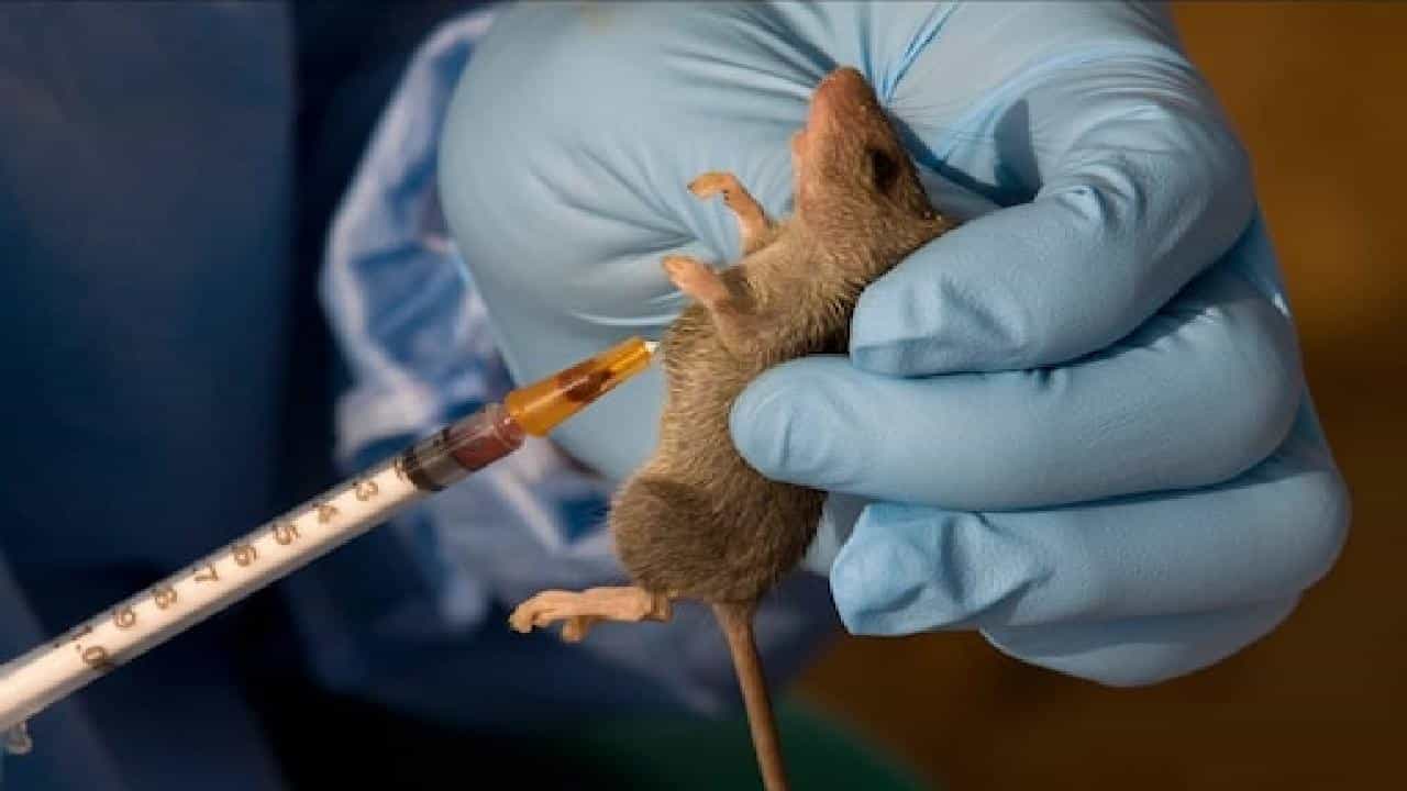 Lassa Fever: ಇಂಗ್ಲೆಂಡ್ನಲ್ಲಿ ಲಸ್ಸಾ ಜ್ವರದಿಂದ ಮೊದಲ ಸಾವು ದಾಖಲು; ಈ ರೋಗದ ಲಕ್ಷಣಗಳೇನು? Lassa Fever: ಇಂಗ್ಲೆಂಡ್ನಲ್ಲಿ ಲಸ್ಸಾ ಜ್ವರದಿಂದ ಮೊದಲ ಸಾವು ದಾಖಲು; ಈ ರೋಗದ ಲಕ್ಷಣಗಳೇನು?