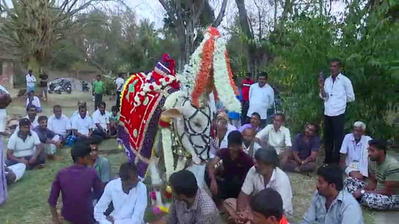 mandya god bull 1