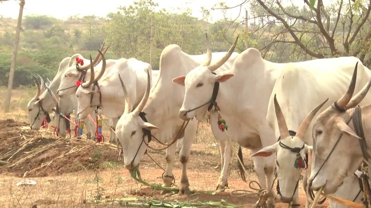 ಕಿಲಾರಿ, ಮೂಡಲ, ಜವಾರಿ ಸೇರಿದಂತೆ ವಿವಿದ ತಳಿಯ ಎತ್ತುಗಳು, ಹೋರಿಗಳು ರೈತರನ್ನು ಸೆಳೆಯುತ್ತಿವೆ. ಎತ್ತರ, ಕಟ್ಟುಮಸ್ತಾದ ದೇಹದ ಮೂಲಕ ಕಂಗೊಳಿಸುತ್ತಿರುವ ಎತ್ತು ಹೋರಿಗಳ ಬೆಲೆ 50 ಸಾವಿರದಿಂದ ಎರಡು ಲಕ್ಷದವರೆಗೂ ತಲುಪಿದೆ.ಇಲ್ಲಿ ಬಾಗಲಕೋಟೆ ಸಮೀಪದ ಬನ್ನಿದಿನ್ನಿ ಗ್ರಾಮದ ಮುತ್ತಪ್ಪ ಲೆಂಕೆನ್ನವರ ಎಂಬ ರೈತರ ಈ ಎತ್ತುಗಳು ಬತೊಬ್ಬರಿ ಒಂದು ಲಕ್ಷ 40 ಸಾವಿರಕ್ಕೆ ಮಾರಾಟವಾಗಿವೆ‌.