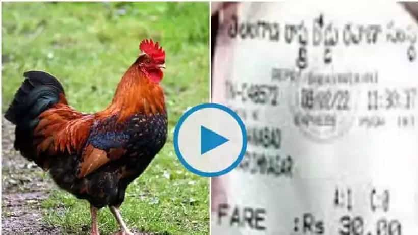 ಪ್ರಯಾಣಿಕನೊಂದಿಗೆ ಬಂದ ಹುಂಜಕ್ಕೂ 30 ರೂ. ಟಿಕೆಟ್ ನೀಡಿದ ಕಂಡಕ್ಟರ್: ಆಮೇಲಾಗಿದ್ದೇನು ಗೊತ್ತಾ?