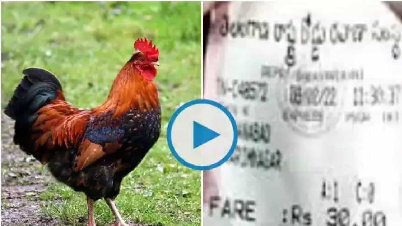 ಪ್ರಯಾಣಿಕನೊಂದಿಗೆ ಬಂದ ಹುಂಜಕ್ಕೂ 30 ರೂ. ಟಿಕೆಟ್ ನೀಡಿದ ಕಂಡಕ್ಟರ್: ಆಮೇಲಾಗಿದ್ದೇನು ಗೊತ್ತಾ? ಪ್ರಯಾಣಿಕನೊಂದಿಗೆ ಬಂದ ಹುಂಜಕ್ಕೂ 30 ರೂ. ಟಿಕೆಟ್ ನೀಡಿದ ಕಂಡಕ್ಟರ್: ಆಮೇಲಾಗಿದ್ದೇನು ಗೊತ್ತಾ?