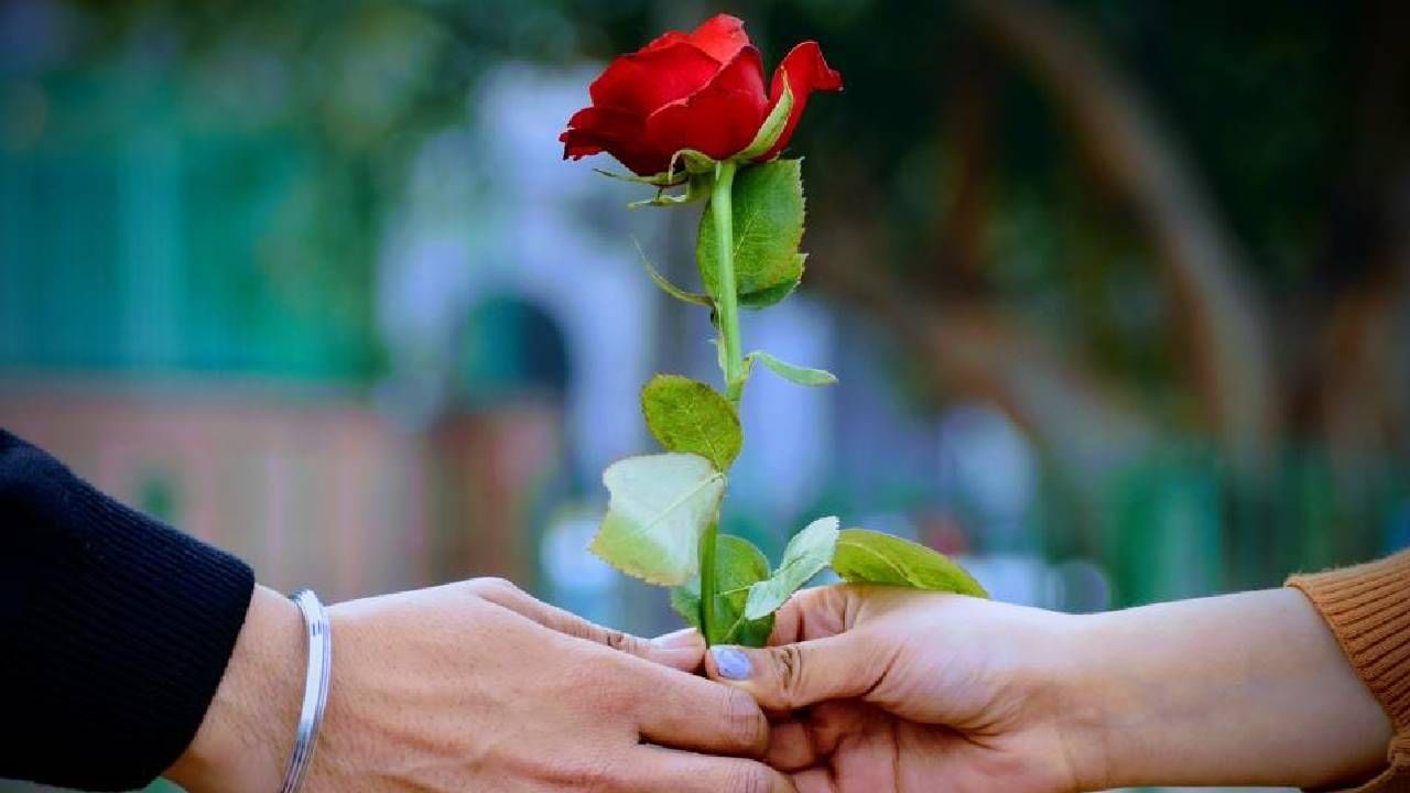 Rose Day 2022: ರೋಸ್ ಡೇ ಮಹತ್ವ ಗೊತ್ತಾ? ಪ್ರೇಮಿಸುವ ಮುನ್ನ ತಿಳಿದುಬಿಡಿ