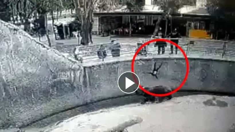 Viral Video; ಮೃಗಾಲಯದಲ್ಲಿದ್ದ ಕರಡಿ ಬೋನ್ಗೆ 3 ವರ್ಷದ ಮಗುವನ್ನು ಎಸೆದ ಮಹಿಳೆ