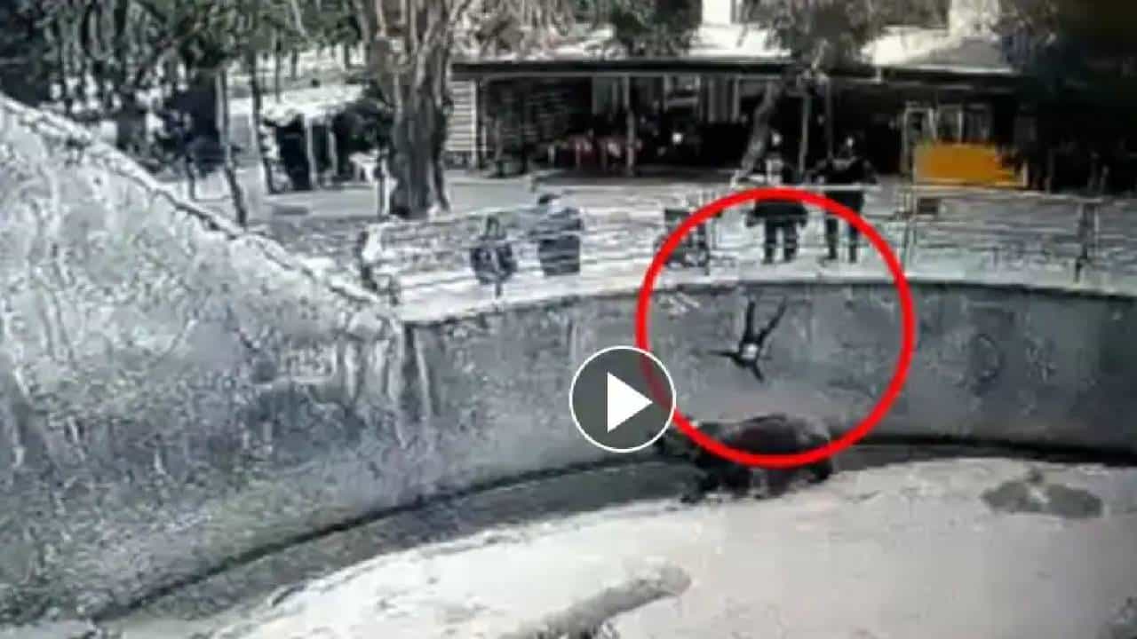 Viral Video; ಮೃಗಾಲಯದಲ್ಲಿದ್ದ ಕರಡಿ ಬೋನ್ಗೆ 3 ವರ್ಷದ ಮಗುವನ್ನು ಎಸೆದ ಮಹಿಳೆ Viral Video; ಮೃಗಾಲಯದಲ್ಲಿದ್ದ ಕರಡಿ ಬೋನ್ಗೆ 3 ವರ್ಷದ ಮಗುವನ್ನು ಎಸೆದ ಮಹಿಳೆ