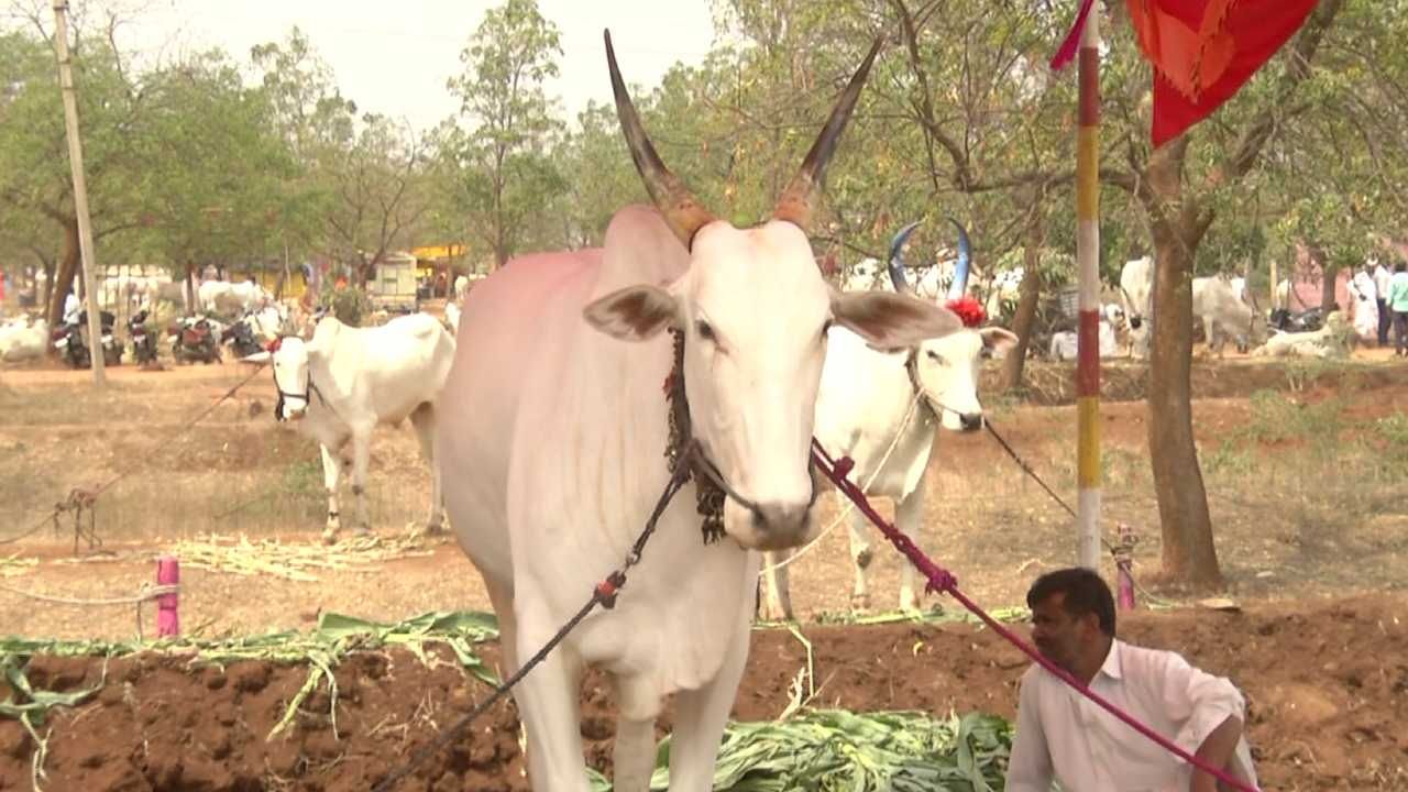 ಆರು ಹಲ್ಲಿನ ಐದು ವರ್ಷದ ಈ ಹೋರಿಗಳಿಗೆ ಬಾರಿ ಬೆಲೆ ಬಂದಿದ್ದು, ಮಾರಾಟವಾದ ನಂತರವೂ ಒಂದುವರೆ ಲಕ್ಷದವರೆಗೂ ಇತರ ರೈತರು ಕೇಳಿದಾರೆ. ಆದರೆ ಮೊದಲೇ ಮಾರಾಟವಾದ ಹಿನ್ನೆಲೆ ಮುತ್ತಪ್ಪ ಹೆಚ್ಚು ಬೆಲೆ ಬಂದರೂ ಕೊಟ್ಟಿಲ್ಲ.