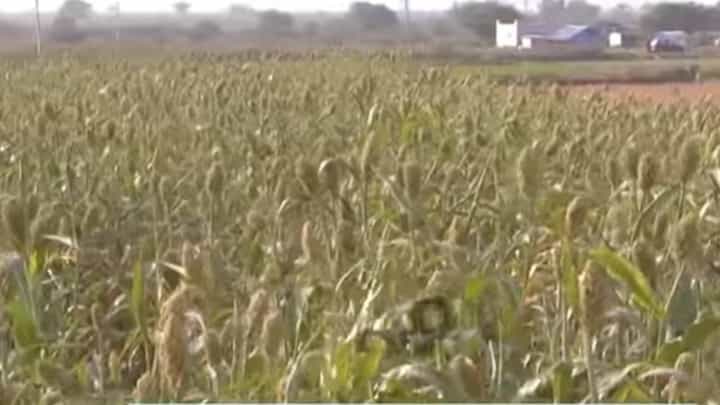 71019 ಹೆಕ್ಟೆರ್ ಪ್ರದೇಶದಲ್ಲಿ ಮೆಕ್ಕೆಜೋಳ ಬೆಳದ ರೈತರು; ರಾಯಚೂರು ಜಿಲ್ಲೆಯಾದ್ಯಂತ ಭರ್ಜರಿ ಫಸಲು 71019 ಹೆಕ್ಟೆರ್ ಪ್ರದೇಶದಲ್ಲಿ ಮೆಕ್ಕೆಜೋಳ ಬೆಳದ ರೈತರು; ರಾಯಚೂರು ಜಿಲ್ಲೆಯಾದ್ಯಂತ ಭರ್ಜರಿ ಫಸಲು
