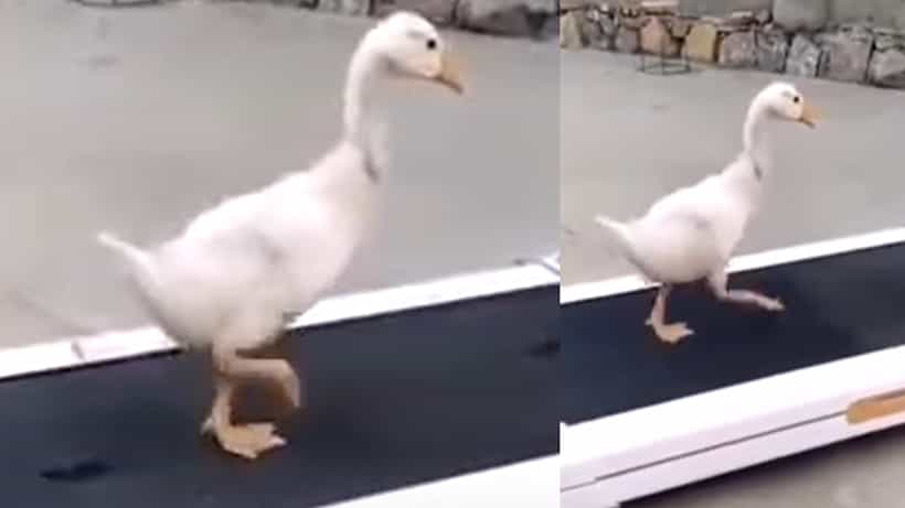 Viral Video: ಟ್ರೆಡ್ಮಿಲ್ ಮೇಲೆ ವಾಕ್ ಮಾಡಿದ ಬಾತುಕೋಳಿ; ಮುದ್ದಾದ ವಿಡಿಯೋ ಕಂಡು ನೆಟ್ಟಿಗರು ಹೇಳಿದ್ದೇನು ಗೊತ್ತಾ?