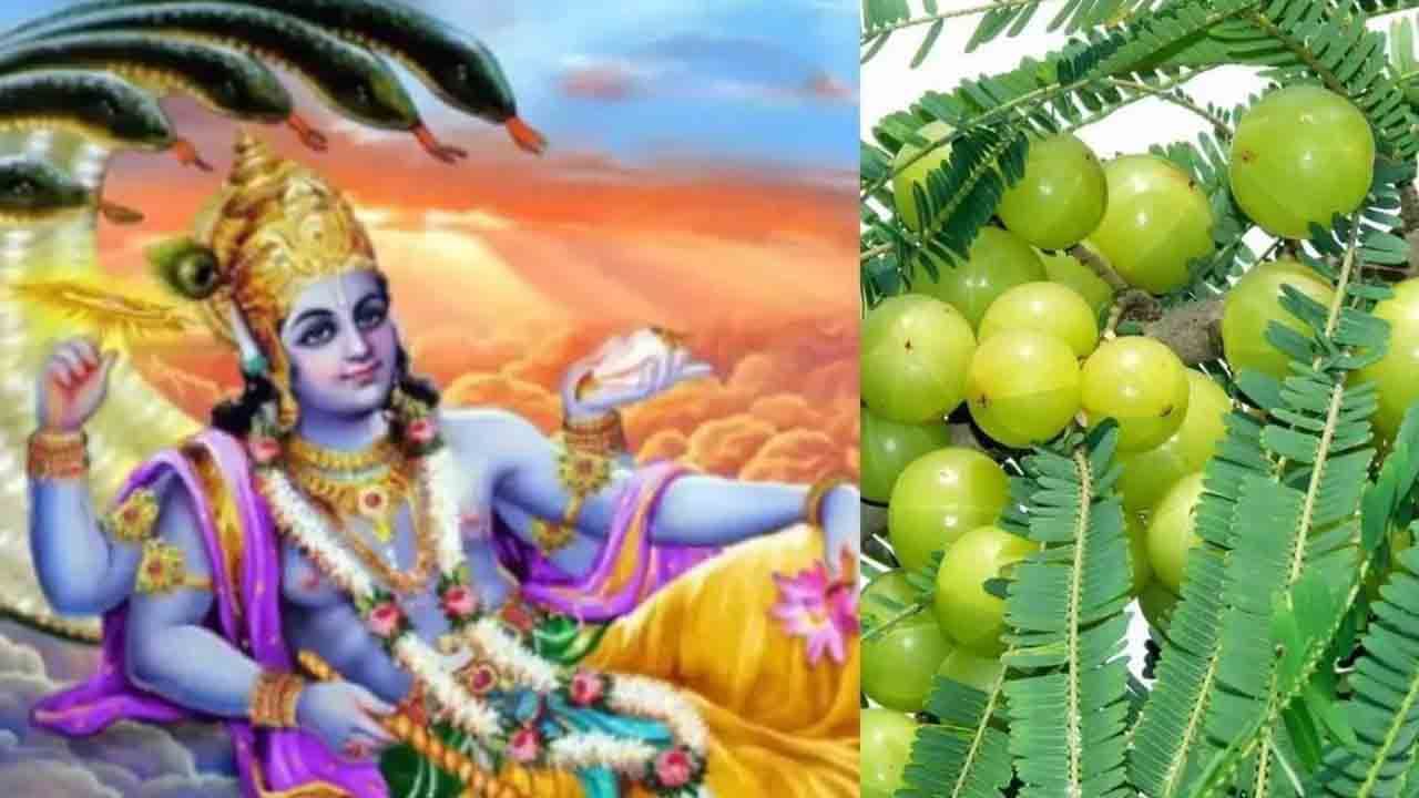 Amalaki Ekadashi 2022: ಅಮಲಕಿ ಏಕಾದಶಿ ಎಂದರೇನು? ಇದನ್ನು ಏಕೆ ಆಚರಿಸುತ್ತಾರೆ?