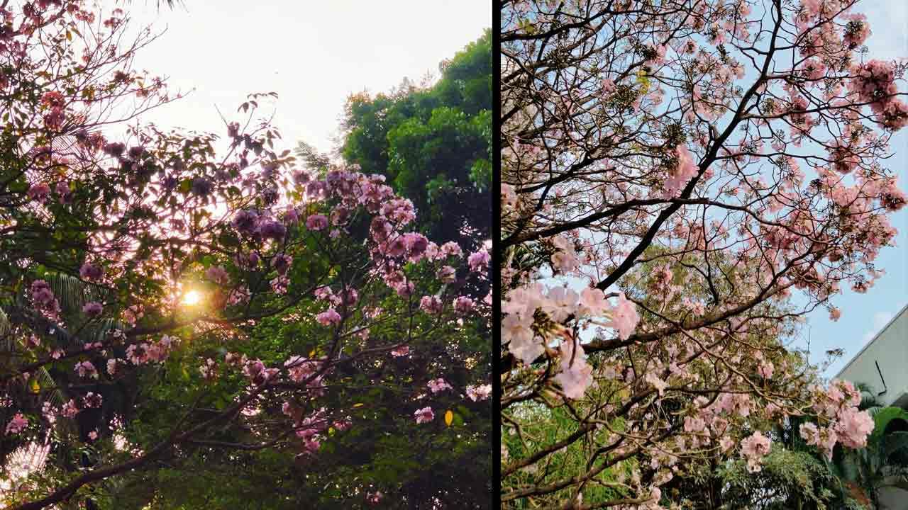 Spring: ಬೆಂಗಳೂರಿನಲ್ಲೀಗ ವಸಂತಕಾಲದ ಸಂಭ್ರಮ: ಟ್ವಿಟರ್​ನಲ್ಲಿ ಚಿತ್ರಗಳನ್ನು ಹಂಚಿ ಖುಷಿಪಟ್ಟ ಜನರು