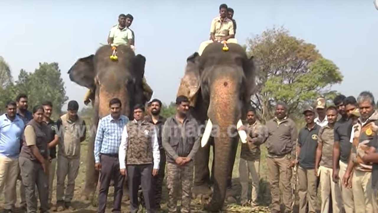 ಉಪಟಳ ನೀಡುತ್ತಿರುವ ಕಾಡಾನೆಗಳನ್ನು ಪುನಃ ಕಾಡಿಗಟ್ಟಲು ನಾಗರಹೊಳೆಯಿಂದ ಭೀಮ ಮತ್ತು ಅರ್ಜುನ ಬಂದಿದ್ದಾರೆ