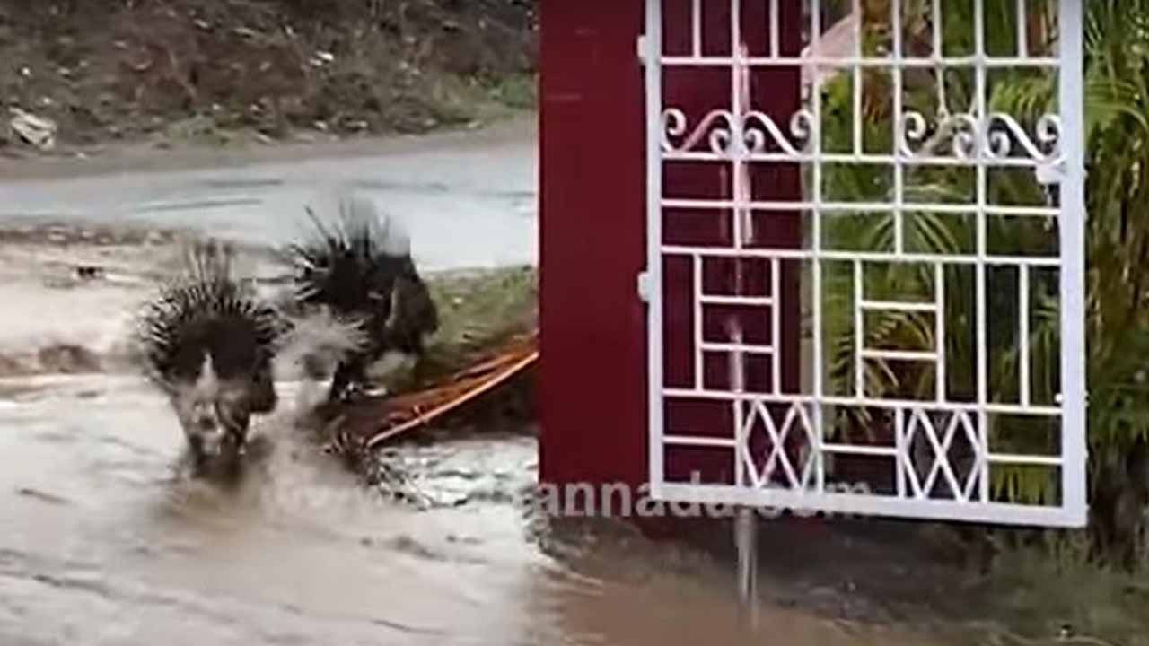 ನಿಶಾಚರ ಜೀವಿಗಳಾದ ಮುಳ್ಳುಹಂದಿಗಳು ಮಡಿಕೇರಿಯಲ್ಲಿ ಕಂಪೌಂಡೊಂದರಲ್ಲಿ ಹಗಲು ಹೊತ್ತು ಕಾಣಿಸಿದ್ದು ಸೋಜಿಗವೇ!