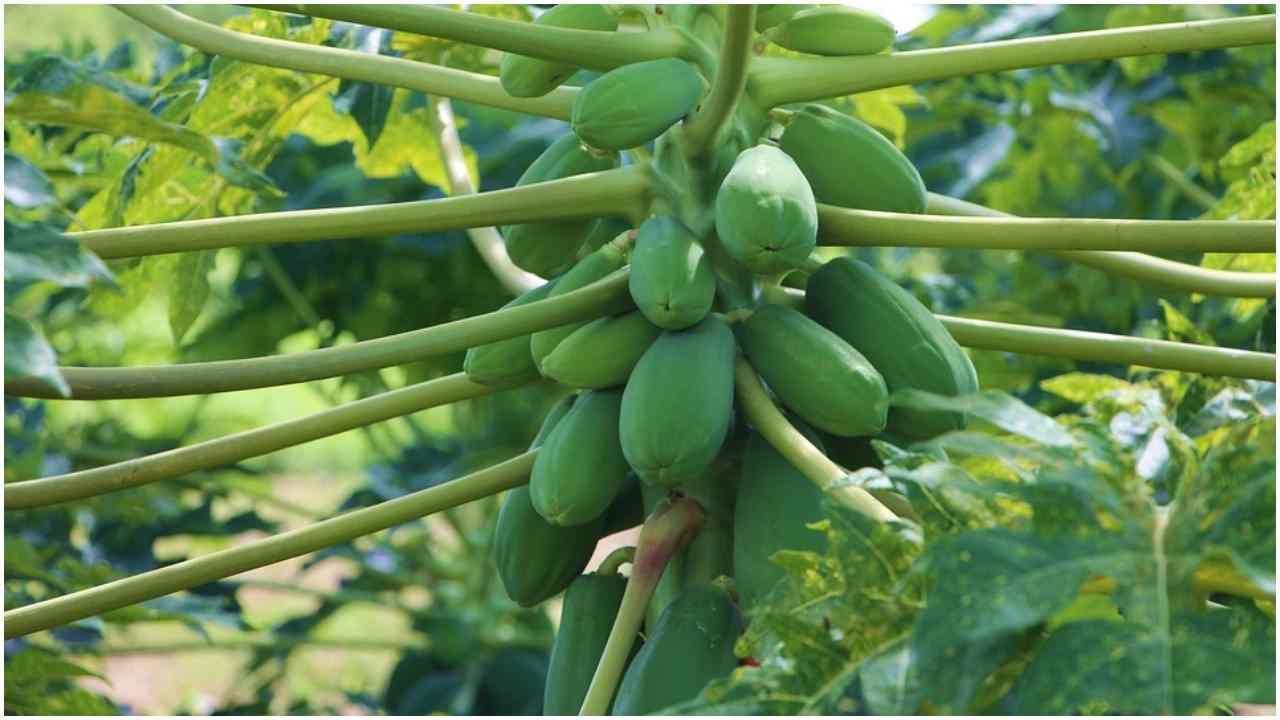 Side Effects of Papaya : ಪಪ್ಪಾಯವನ್ನು ಯಾರೆಲ್ಲ ಸೇವಿಸಬಾರದು ಗೊತ್ತಾ..! ಇಲ್ಲಿದೆ ಮಾಹಿತಿ