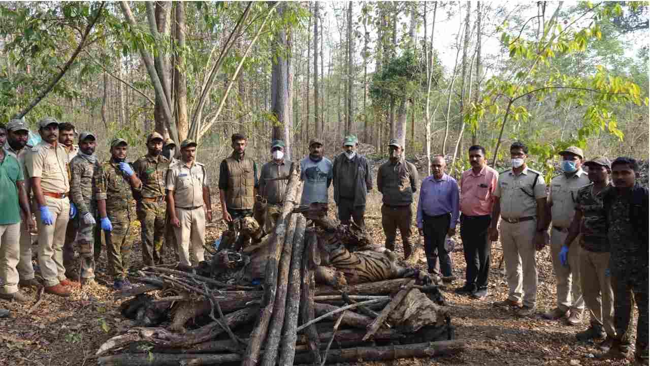 ಮೈಸೂರು: ನಾಗರಹೊಳೆಯಲ್ಲಿ ಹುಲಿಯ ಮೃತದೇಹ ಪತ್ತೆ, ಕುಕ್ಕರಹಳ್ಳಿ ಕೆರೆ ಆವರಣದಲ್ಲಿ ಅಗ್ನಿ ಅವಘಡ